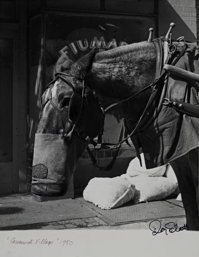 Horse, Greenwich Village