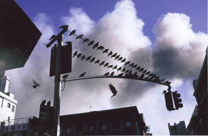 [Pigeons on traffic light wires before smoke]