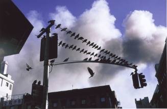 [Pigeons on traffic light wires before smoke]