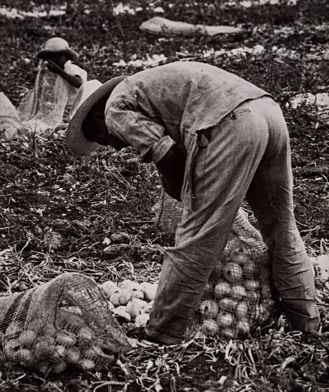 1960, Mexico (Man harvesting onions)
