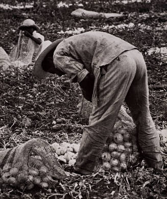 1960, Mexico (Man harvesting onions)
