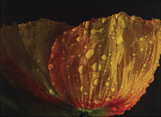 Flowers are Butterflies, from Exit Art portfolio, 2011: SEA (Social-Environmental Aesthetics)