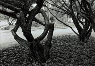 Yews in pachysandra near New England Building