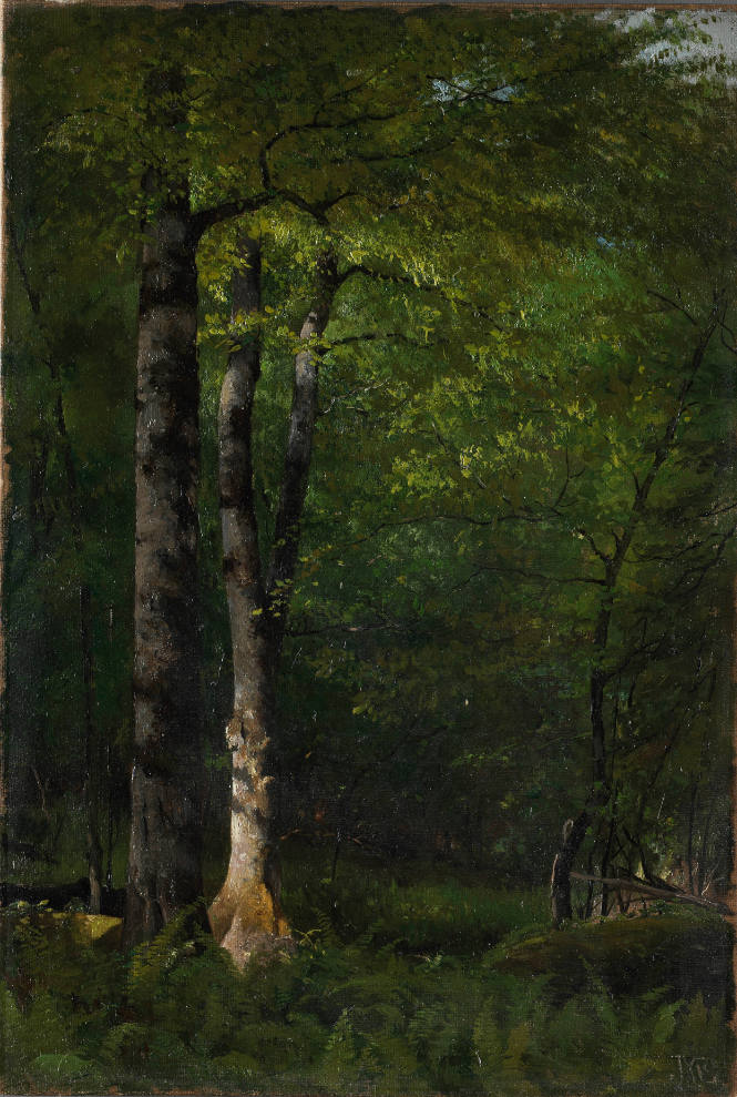 Beeches and Ferns