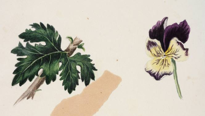 Silver Maple Leaf and Pansy
