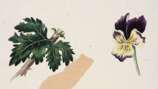 Silver Maple Leaf and Pansy