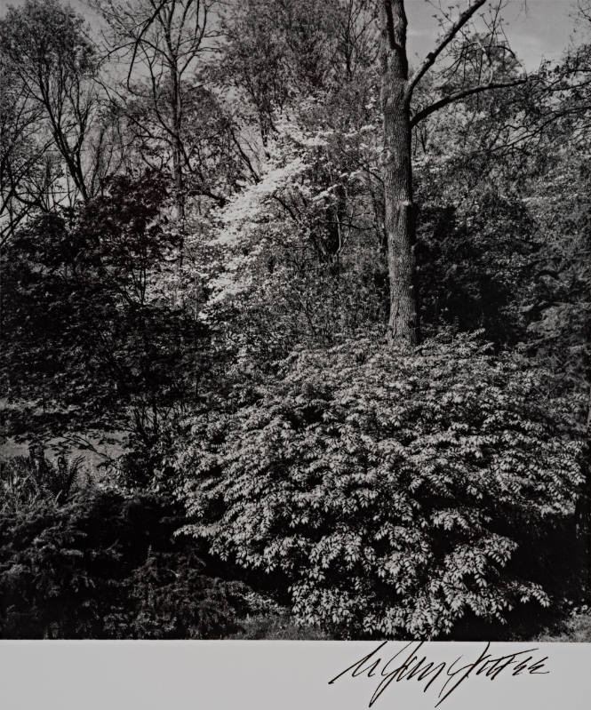 Dogwoods in Bloom, Lloyd Harbor, Long Island