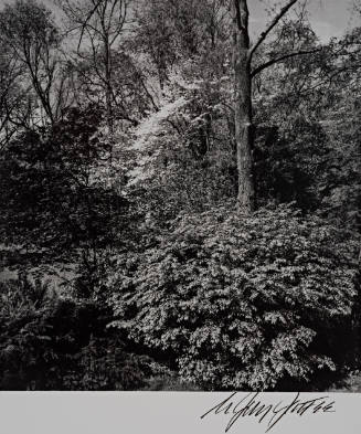 Dogwoods in Bloom, Lloyd Harbor, Long Island