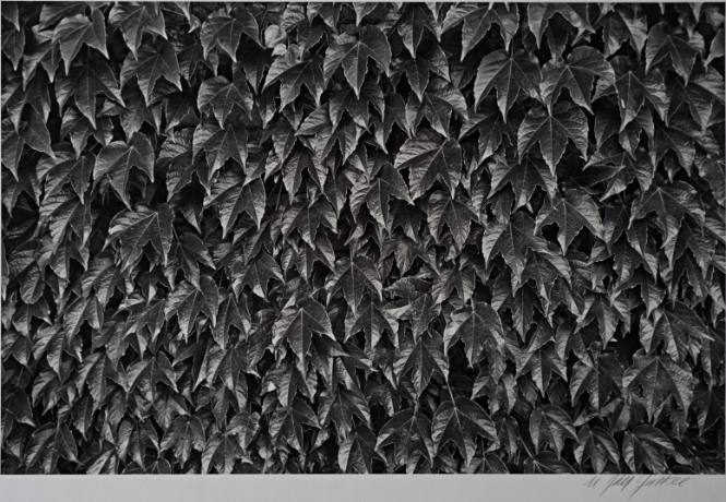 Ivy, detail, Boston