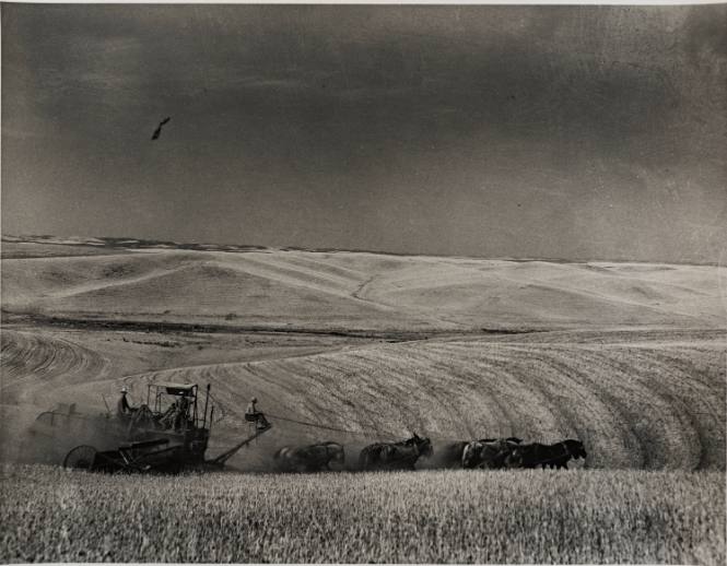 Winter Wheat Harvest, Whitman County, Washington