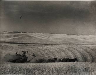 Winter Wheat Harvest, Whitman County, Washington