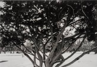 Yew, near Blodgett, looking Southwest