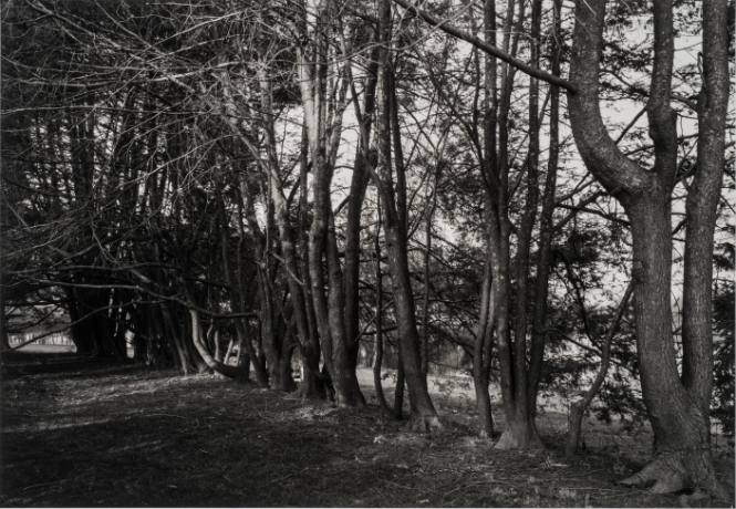 Row of Arbor Vitae behind Amphitheatre
