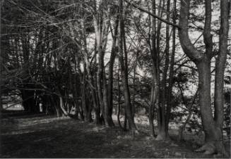 Row of Arbor Vitae behind Amphitheatre