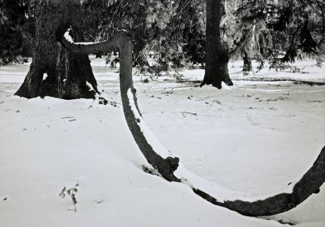Curving trunk of a Norway Spruce, Noyes Circle