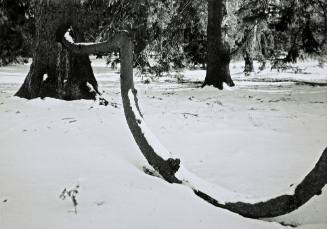 Curving trunk of a Norway Spruce, Noyes Circle