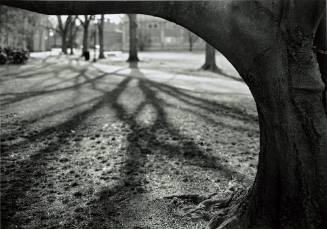 Class of 1968 Yellowwood, near President’s House, looking West