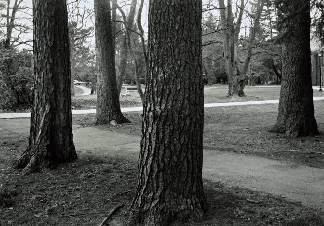 Tamarack, White Pine, Norway Spruce, near Cushing House