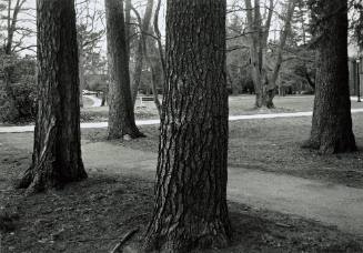 Tamarack, White Pine, Norway Spruce, near Cushing House
