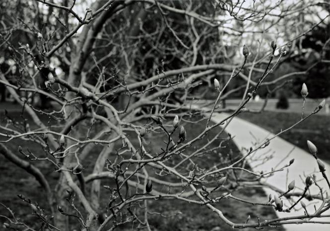Magnolia buds, Noyes Garden