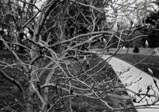 Magnolia buds, Noyes Garden