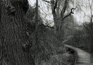 Willow track and boardwalk, Fonteyn Kill, looking East