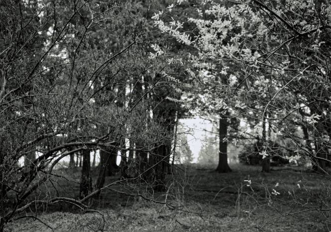 Willow blossoms by Fonteyn Kill, looking North