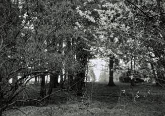 Willow blossoms by Fonteyn Kill, looking North