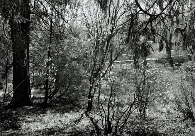 Azalea blossoms, looking Southwest toward Fonteyn Kill