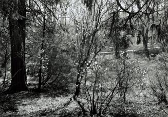 Azalea blossoms, looking Southwest toward Fonteyn Kill