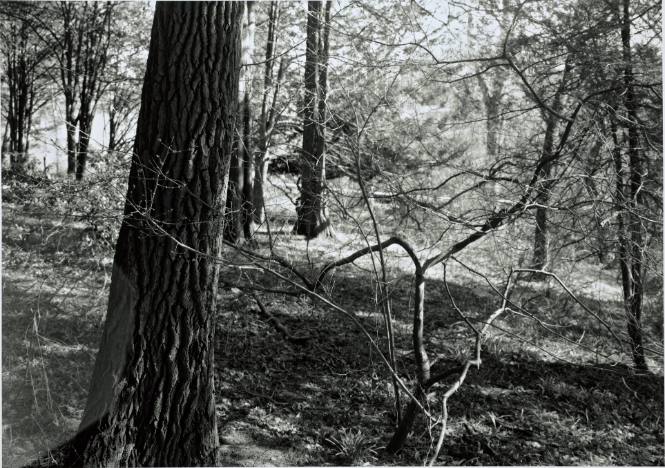 Sassafras trunk, spice bush, behind Sanders, looking Southeast