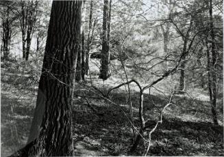 Sassafras trunk, spice bush, behind Sanders, looking Southeast