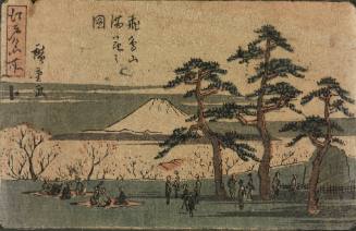 Cherry Blossom Viewing at Asuka Hill