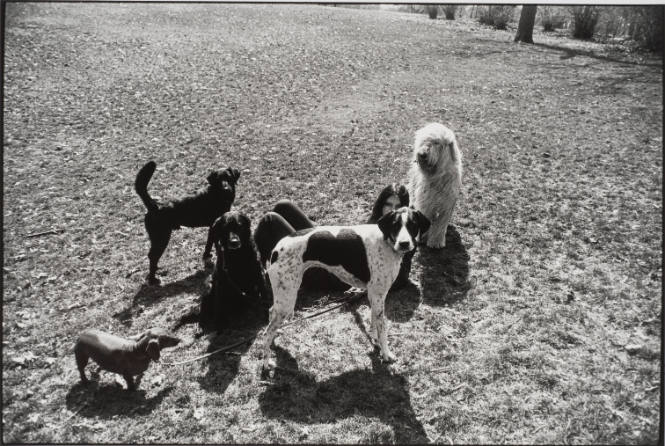 Untitled, from Women are Beautiful [An Assembly of Dogs]