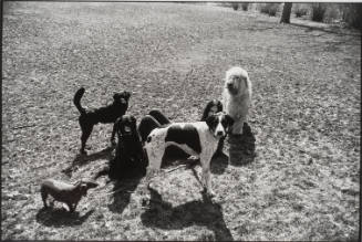 Untitled, from Women are Beautiful [An Assembly of Dogs]