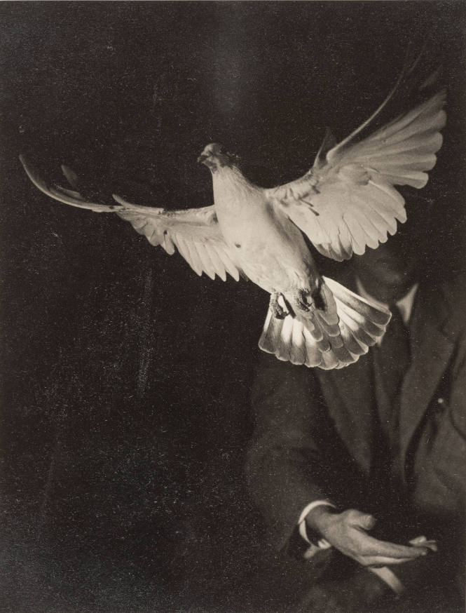 Rising Dove