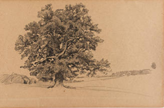 Tree in Field