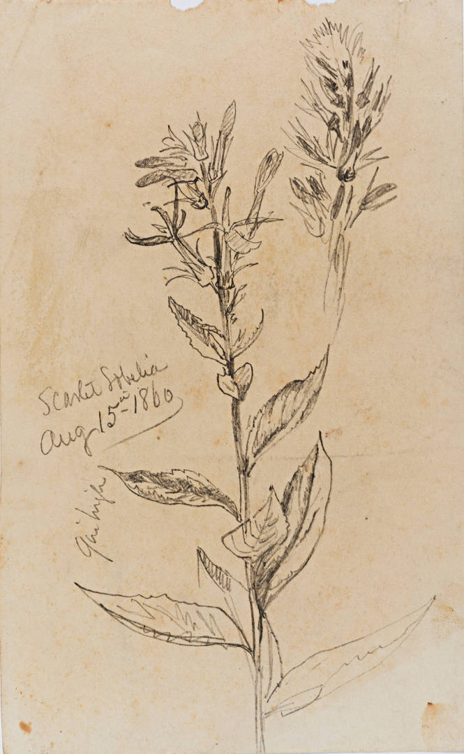 Plant Study