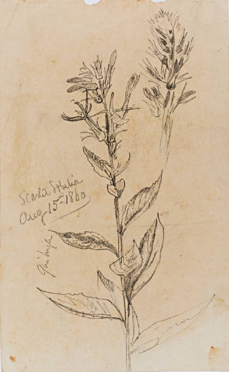 Plant Study