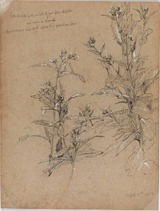 Plant Study