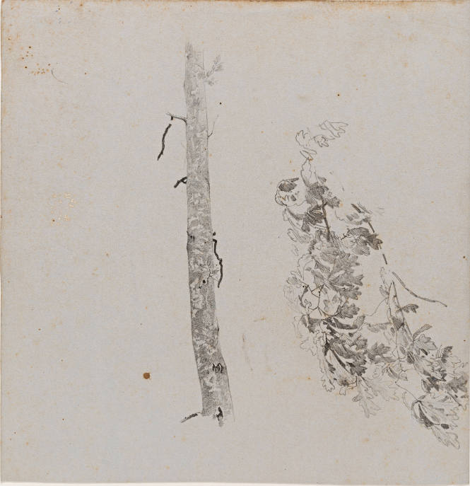 Tree Study