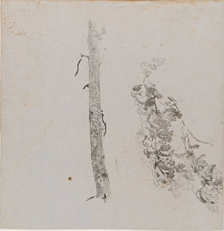 Tree Study