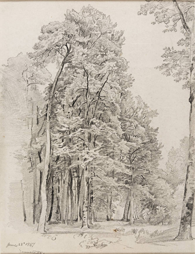 Forest at Darmstadt