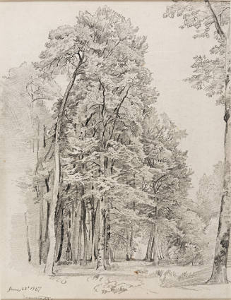 Forest at Darmstadt