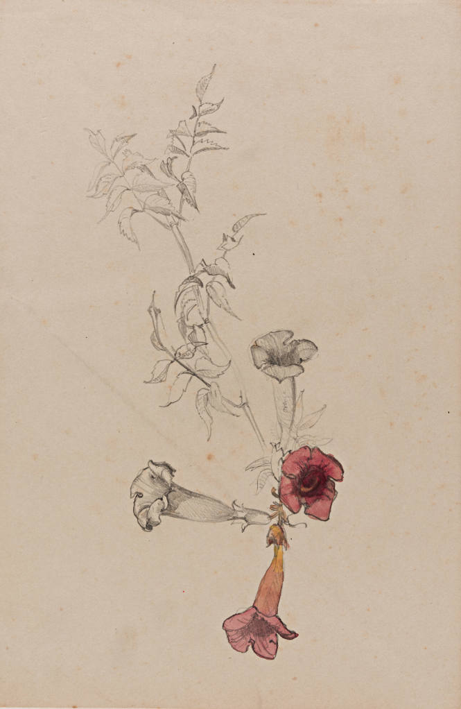 Flower Study