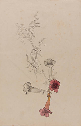 Flower Study
