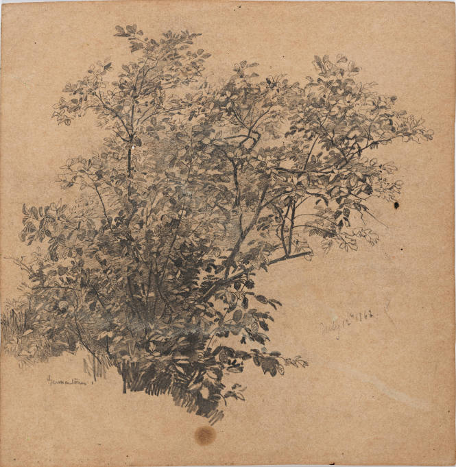 Plant Study