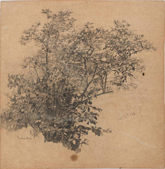 Plant Study