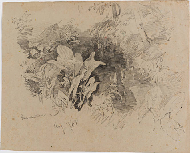Plant Study