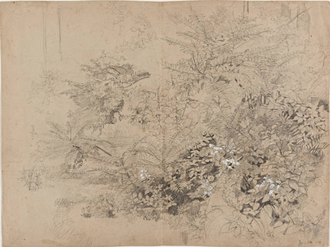 Plant Study